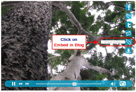 Click on Embed in Blog
