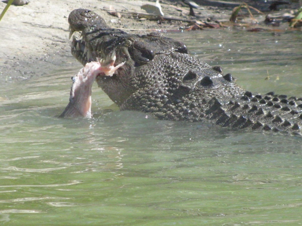 Photo of crocodile resized to 450 pixels before uploading